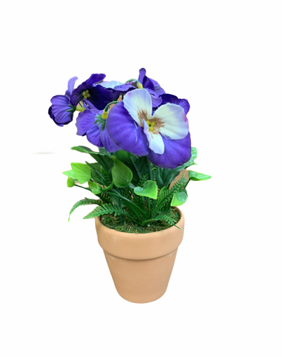 Picture of PURPLE PANSY - IN A POT                             