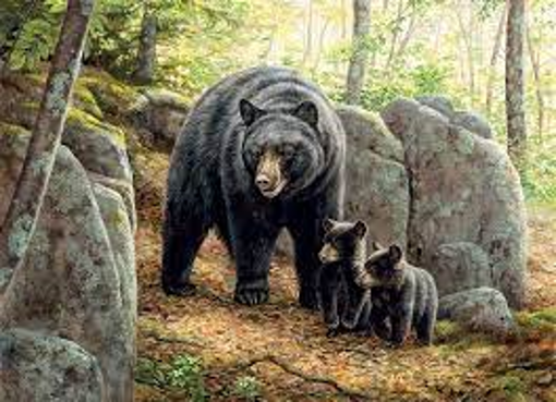 Picture of COBBLE HILL 1000PC PUZZLE - MAMA BEAR                                      